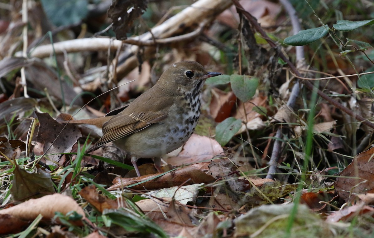 Hermit Thrush - ML191775191