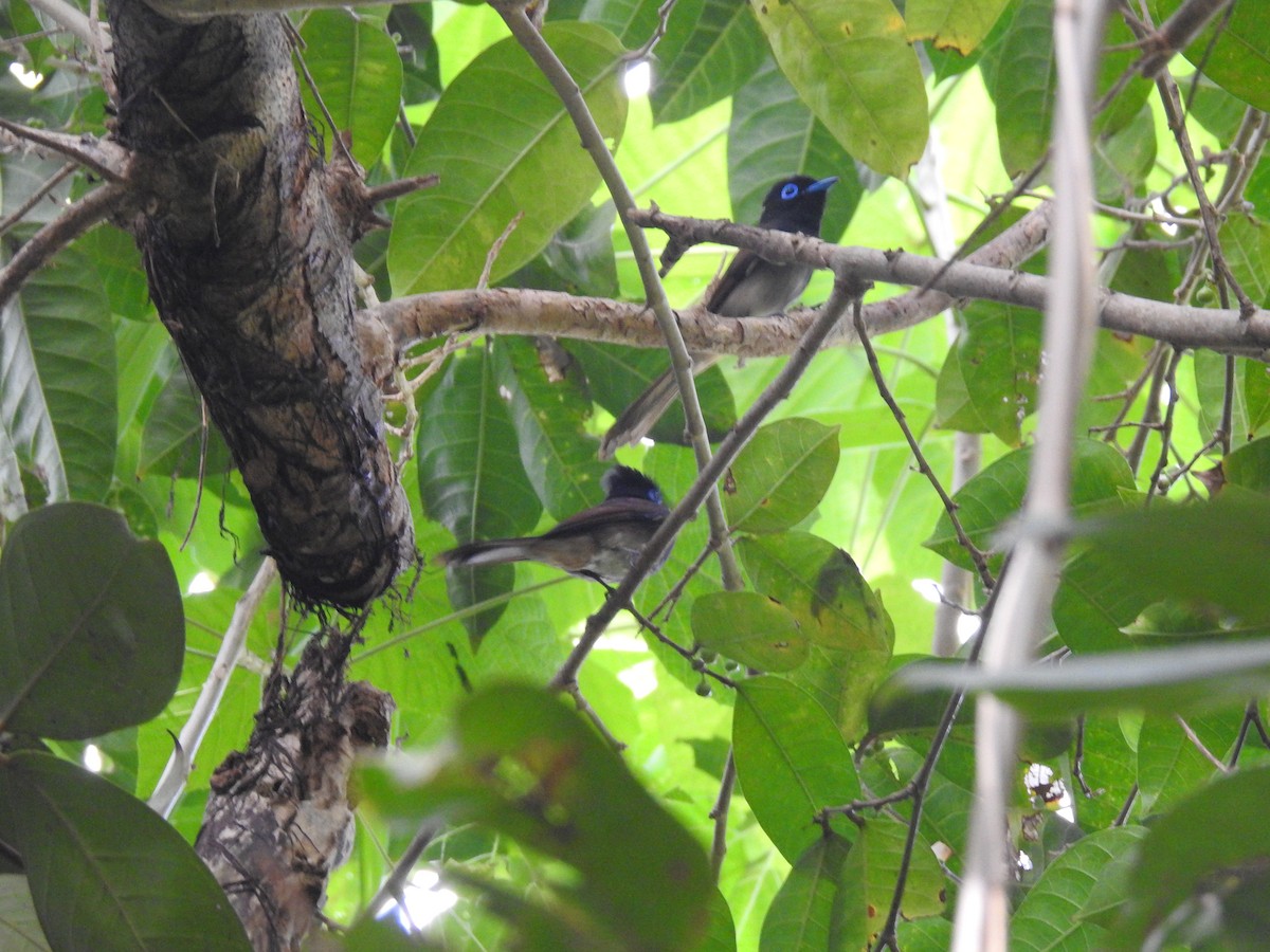 Black Paradise-Flycatcher - Bayani Thaddeus Barcenas