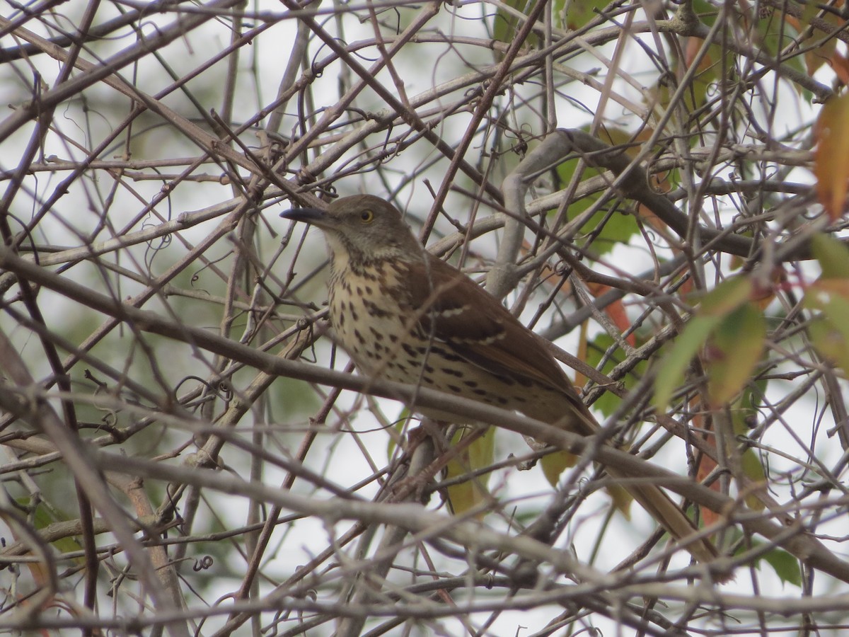 Brown Thrasher - Douglas Richard