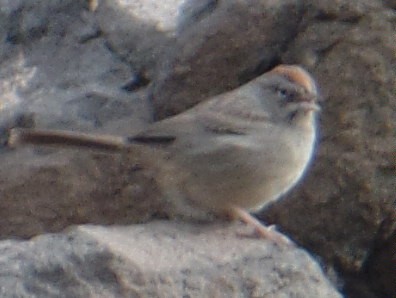 Rufous-crowned Sparrow - ML191776981