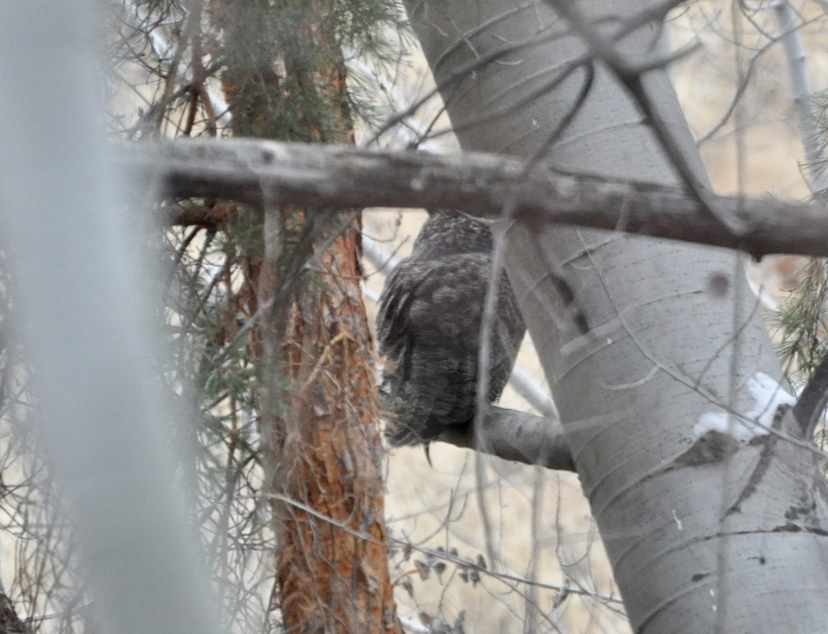 Great Horned Owl - ML191778761