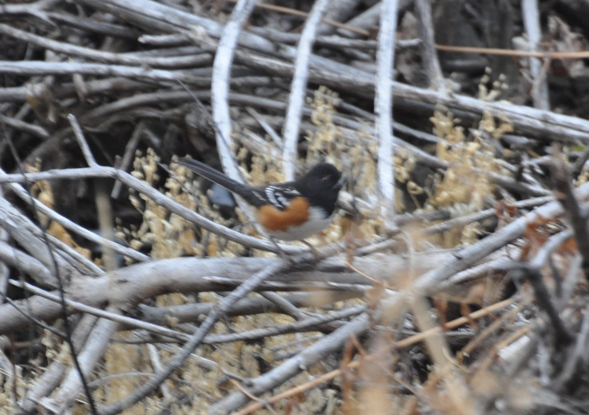 Spotted Towhee - ML191779041