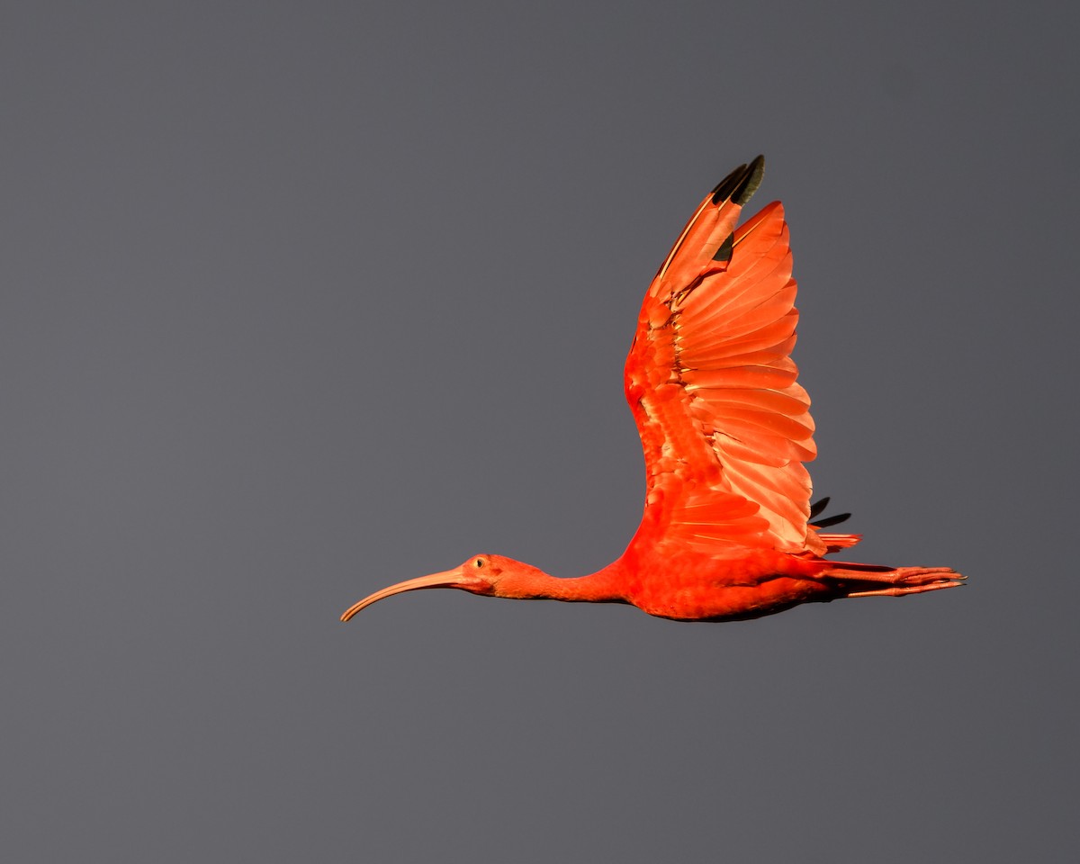 ibis rudý - ML191779051