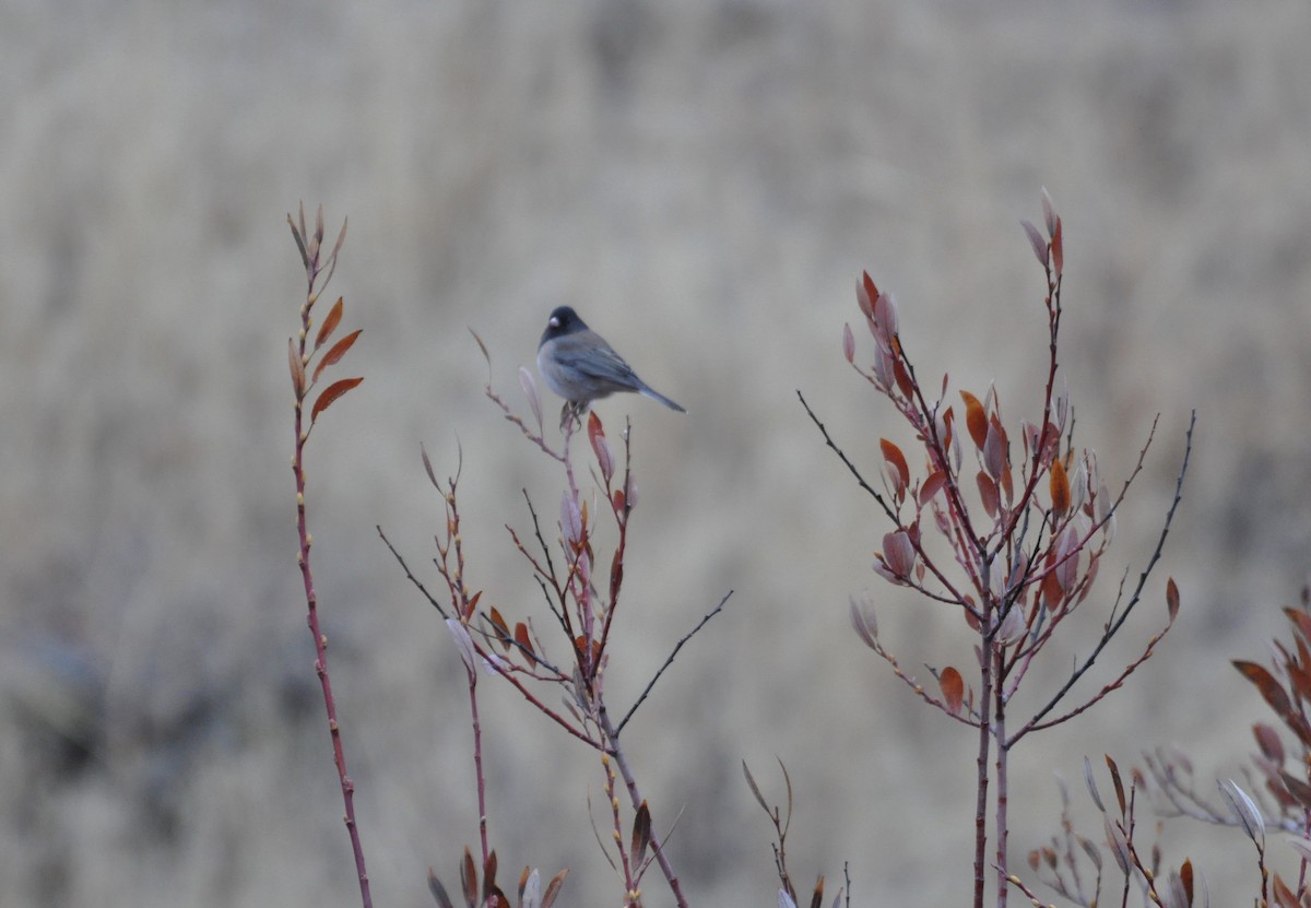 Dark-eyed Junco - ML191779431