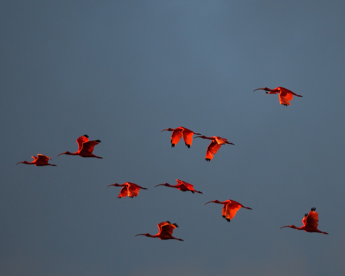 ibis rudý - ML191780241