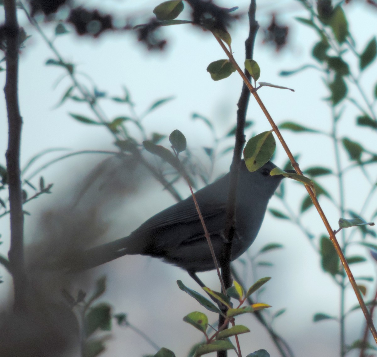 Gray Catbird - ML191781141