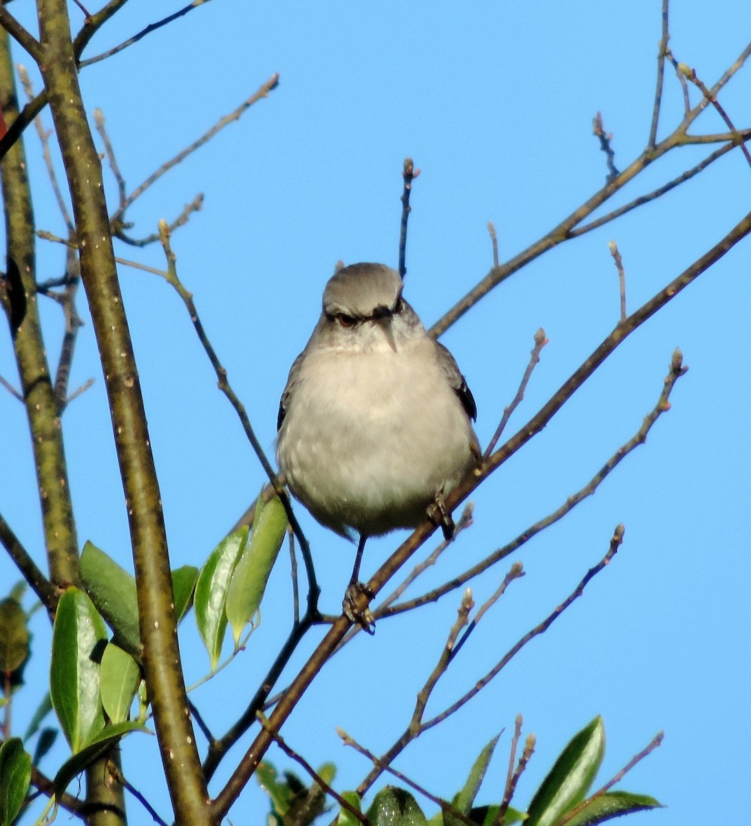 Northern Mockingbird - ML191781261