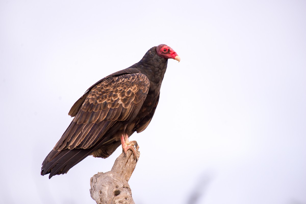 Turkey Vulture - ML191781421