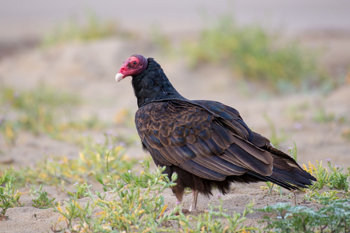 Turkey Vulture - ML191781431