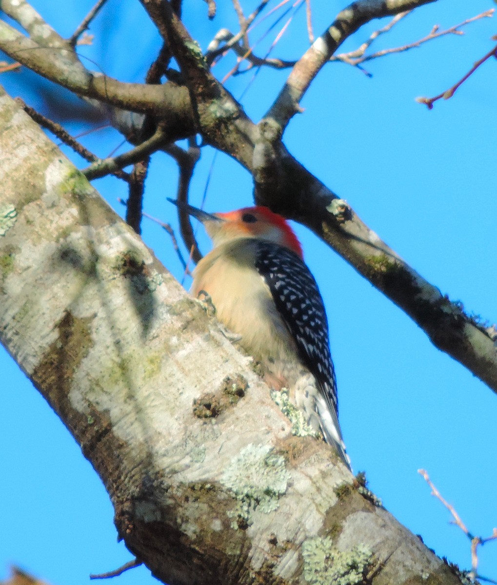 Red-bellied Woodpecker - ML191781971