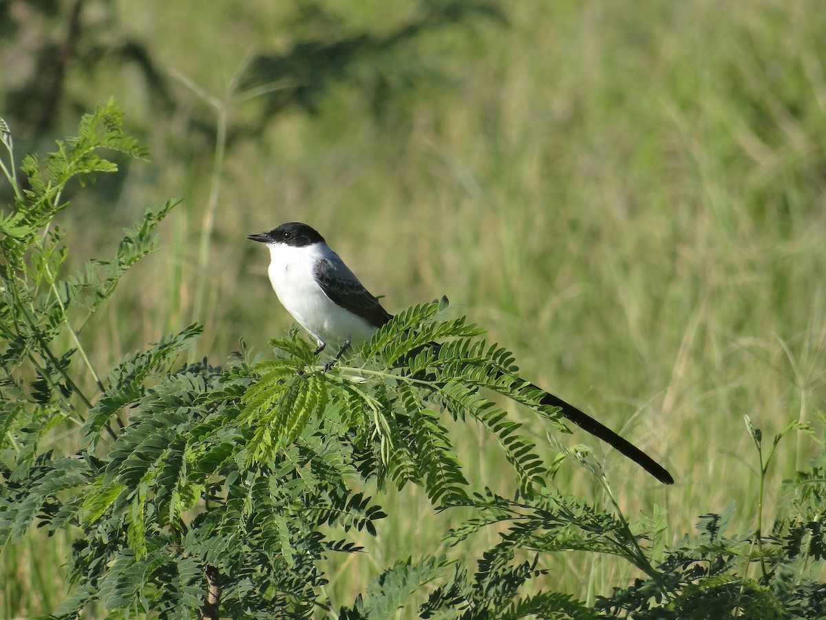 Fork-tailed Flycatcher (monachus) - ML191782641