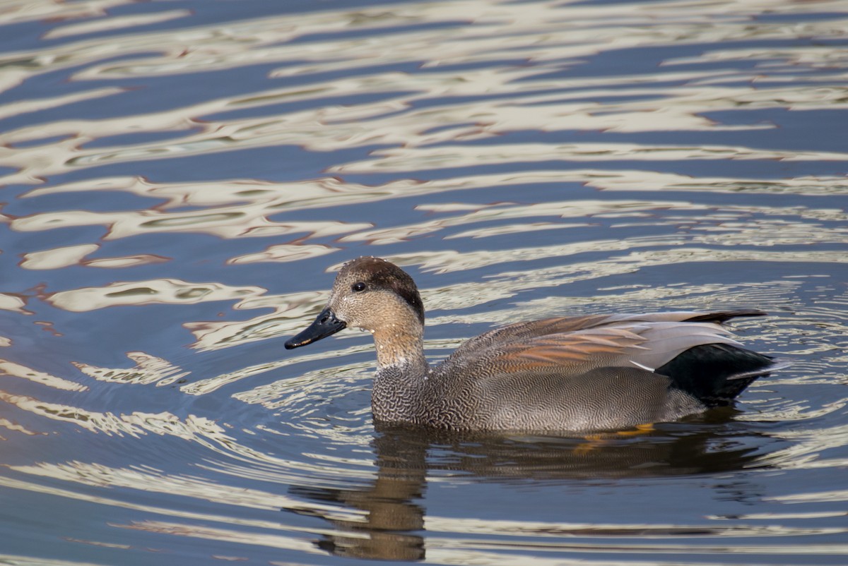 Gadwall - Herb Elliott