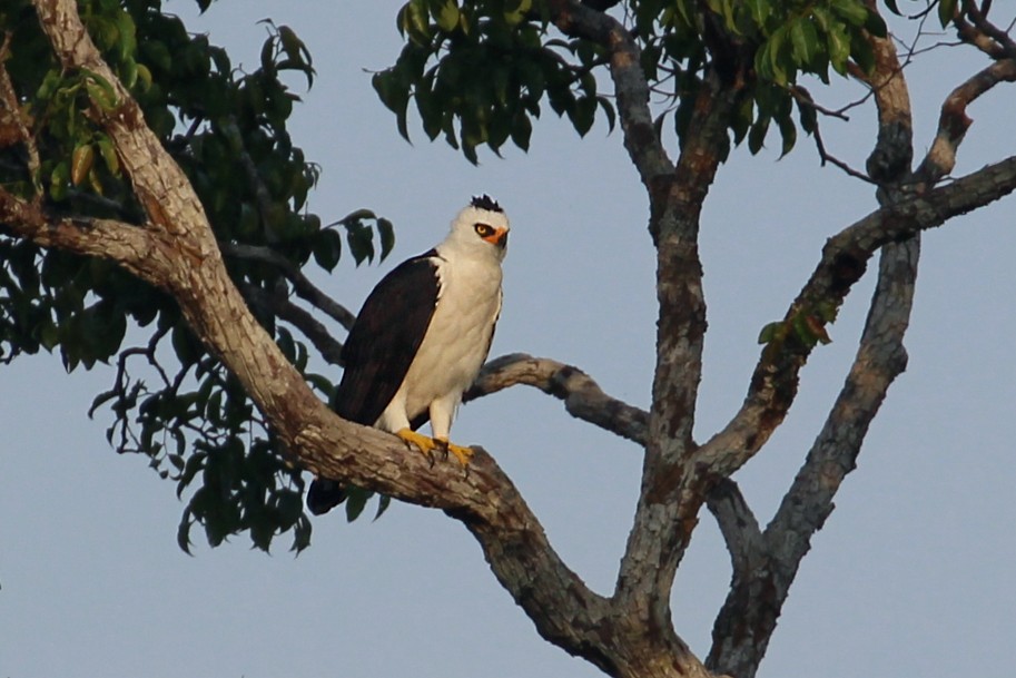 Black-and-white Hawk-Eagle - Estevão Freitas Santos