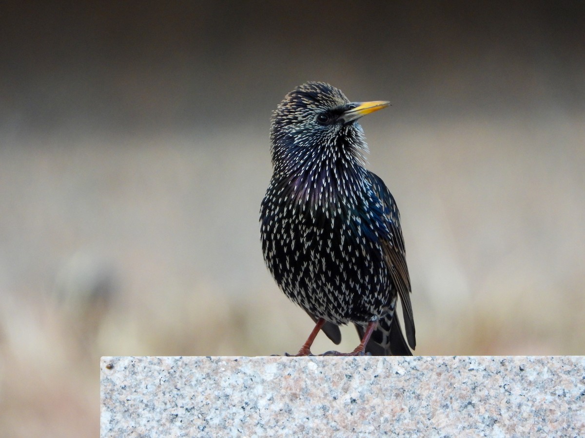 European Starling - Samuel Burckhardt