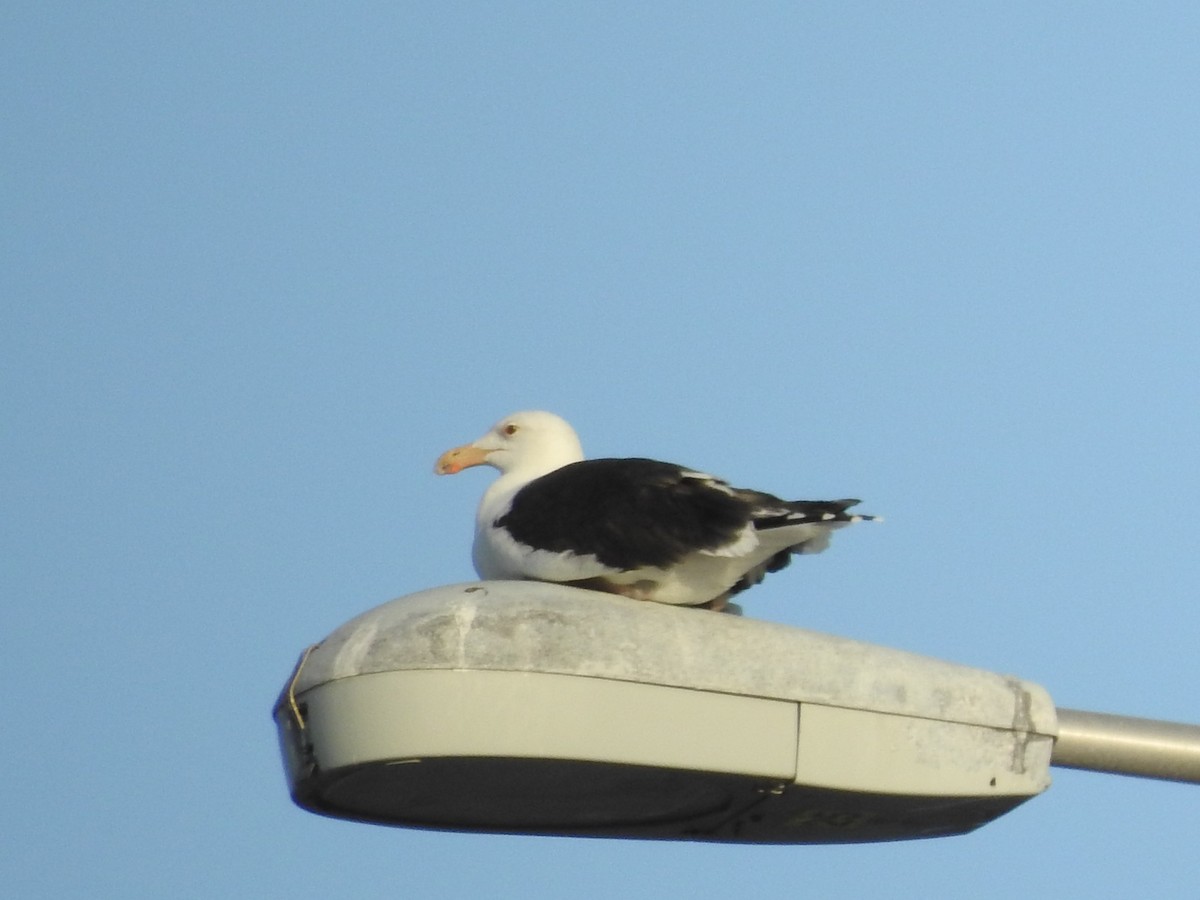 Great Black-backed Gull - Bill Stanley