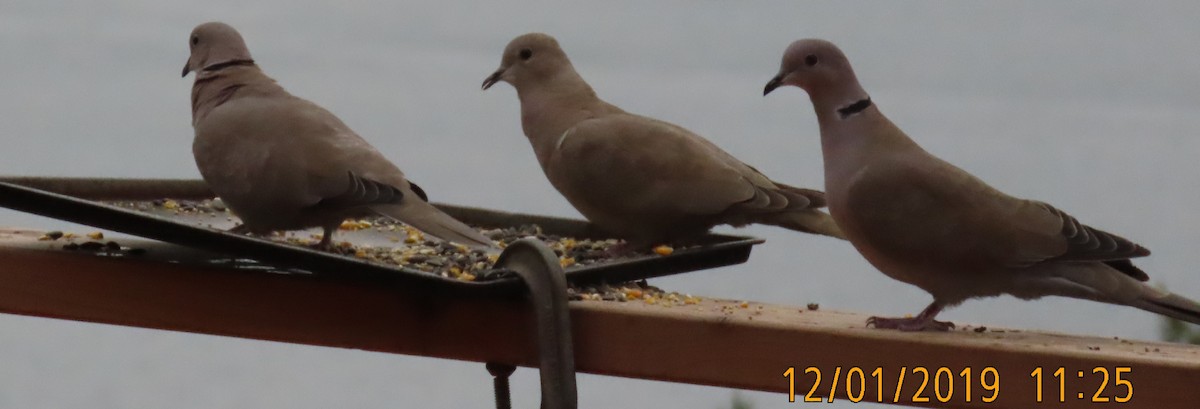 Eurasian Collared-Dove - ML191789391