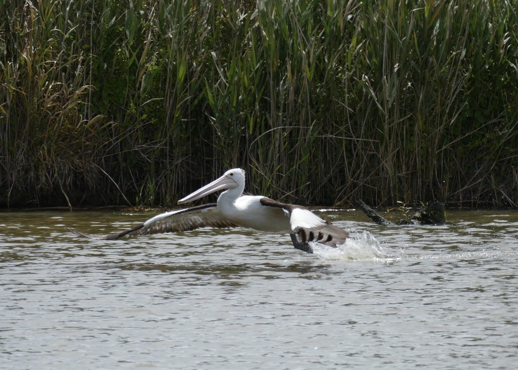 Australian Pelican - ML191791491