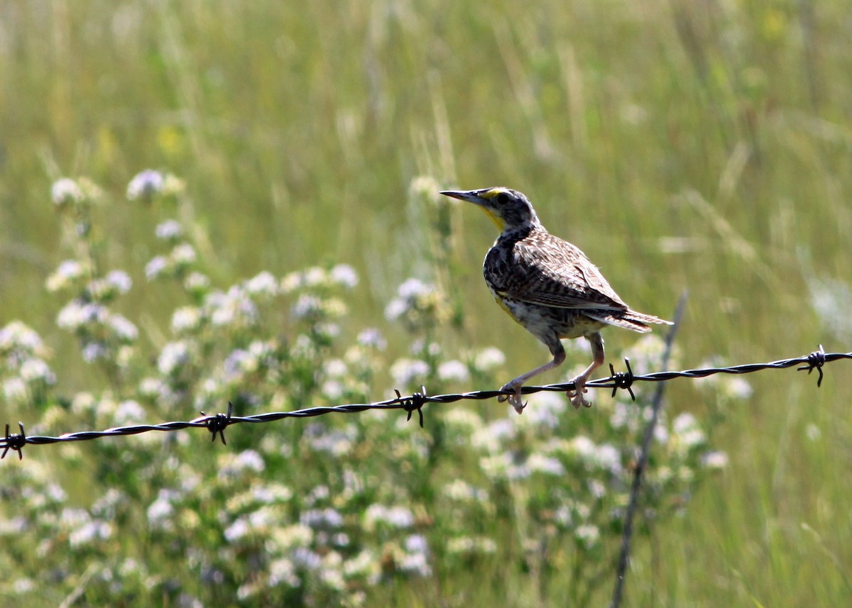 Western Meadowlark - ML191792891