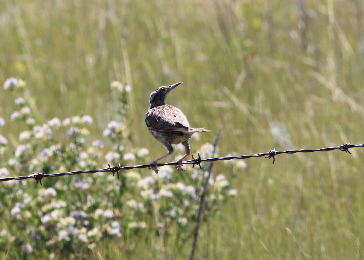 Western Meadowlark - ML191792901