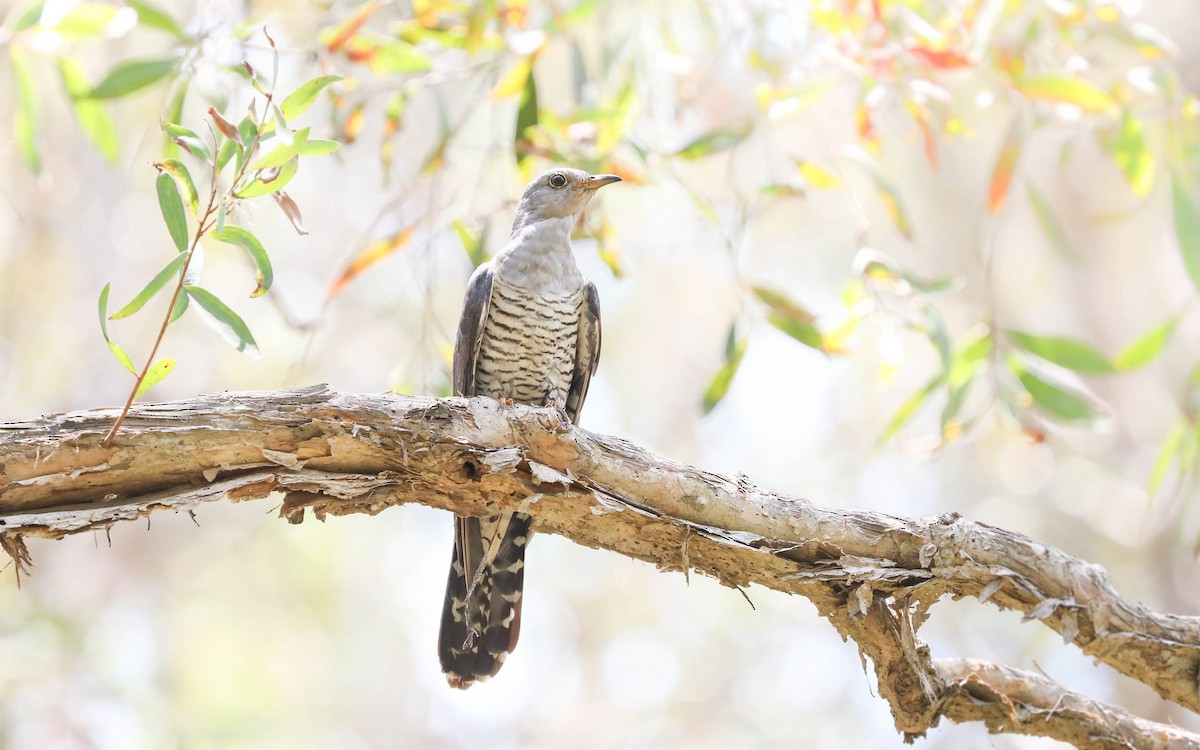 Oriental Cuckoo - Ged Tranter