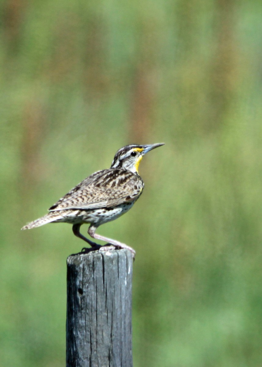 Western Meadowlark - ML191793031