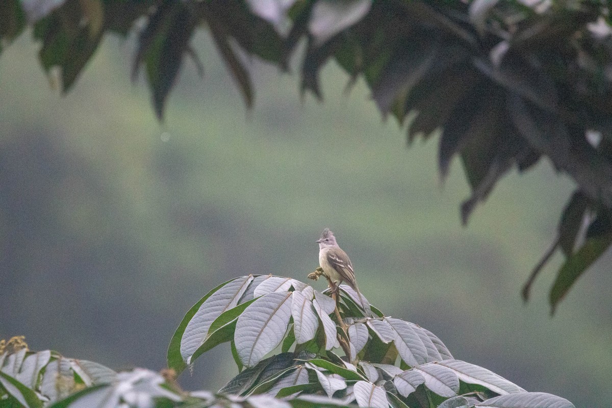 Yellow-bellied Elaenia - ML191793301