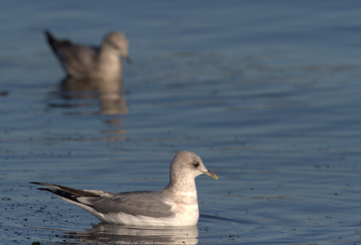 Short-billed Gull - ML191793551