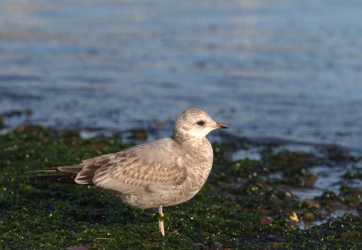 Short-billed Gull - ML191793621