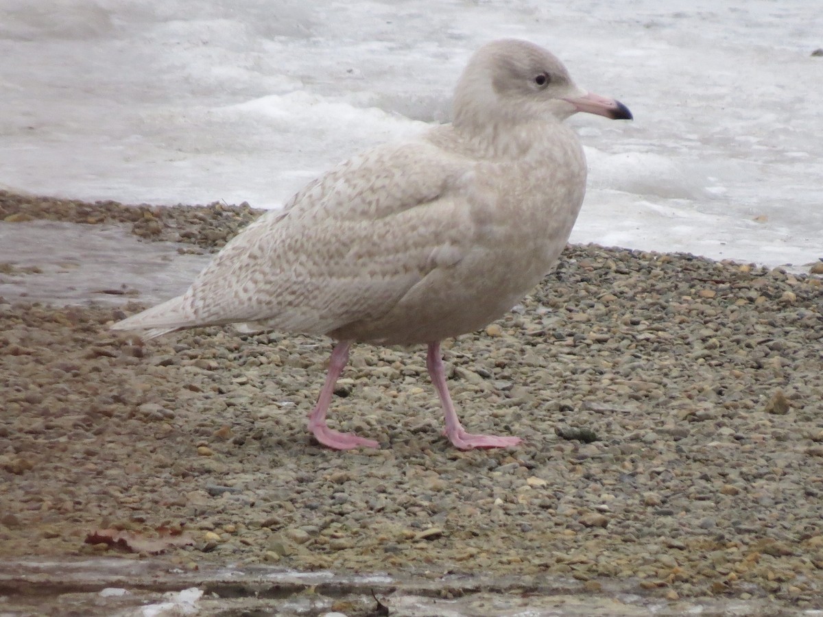 Glaucous Gull - ML191794331