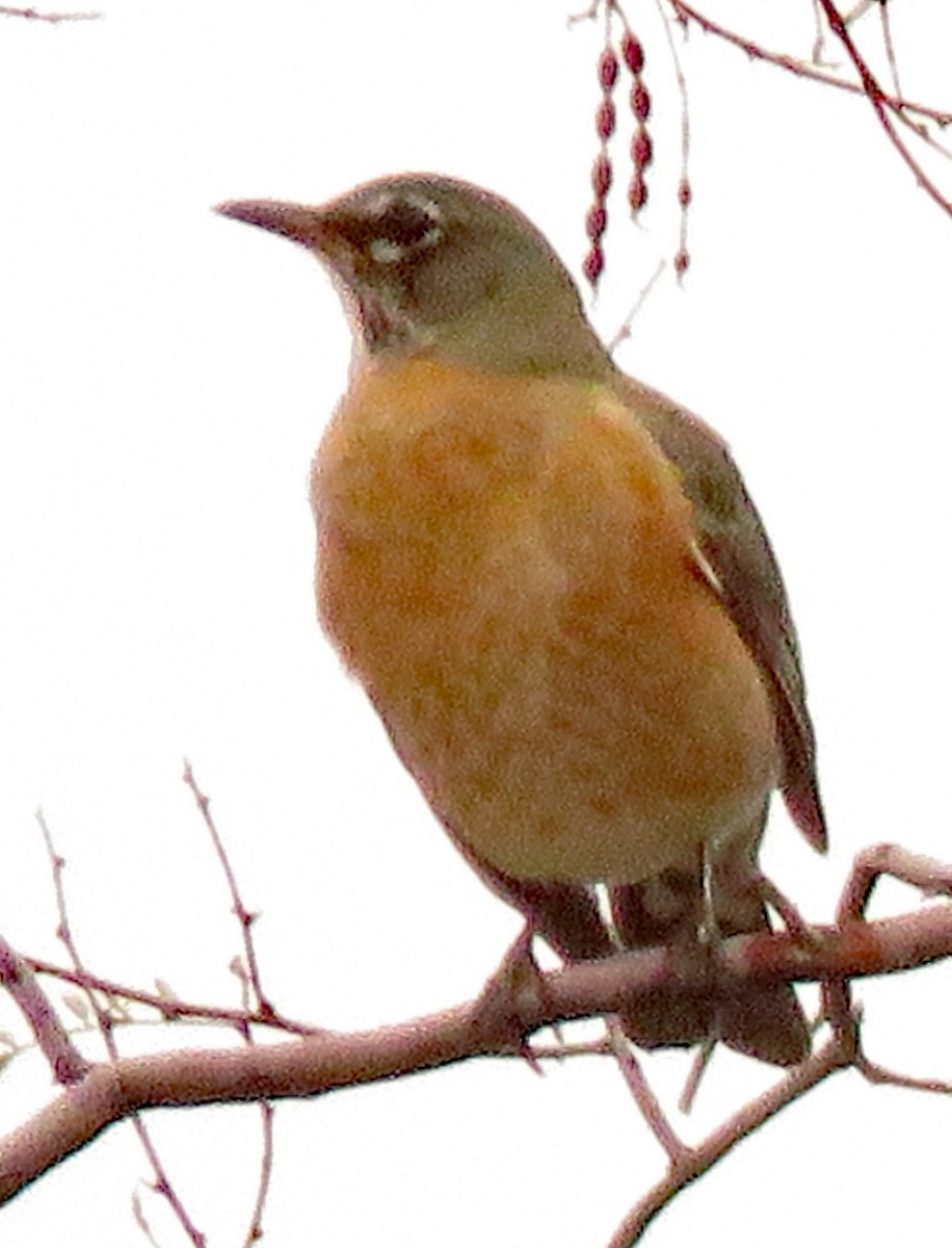 American Robin - ML191795191