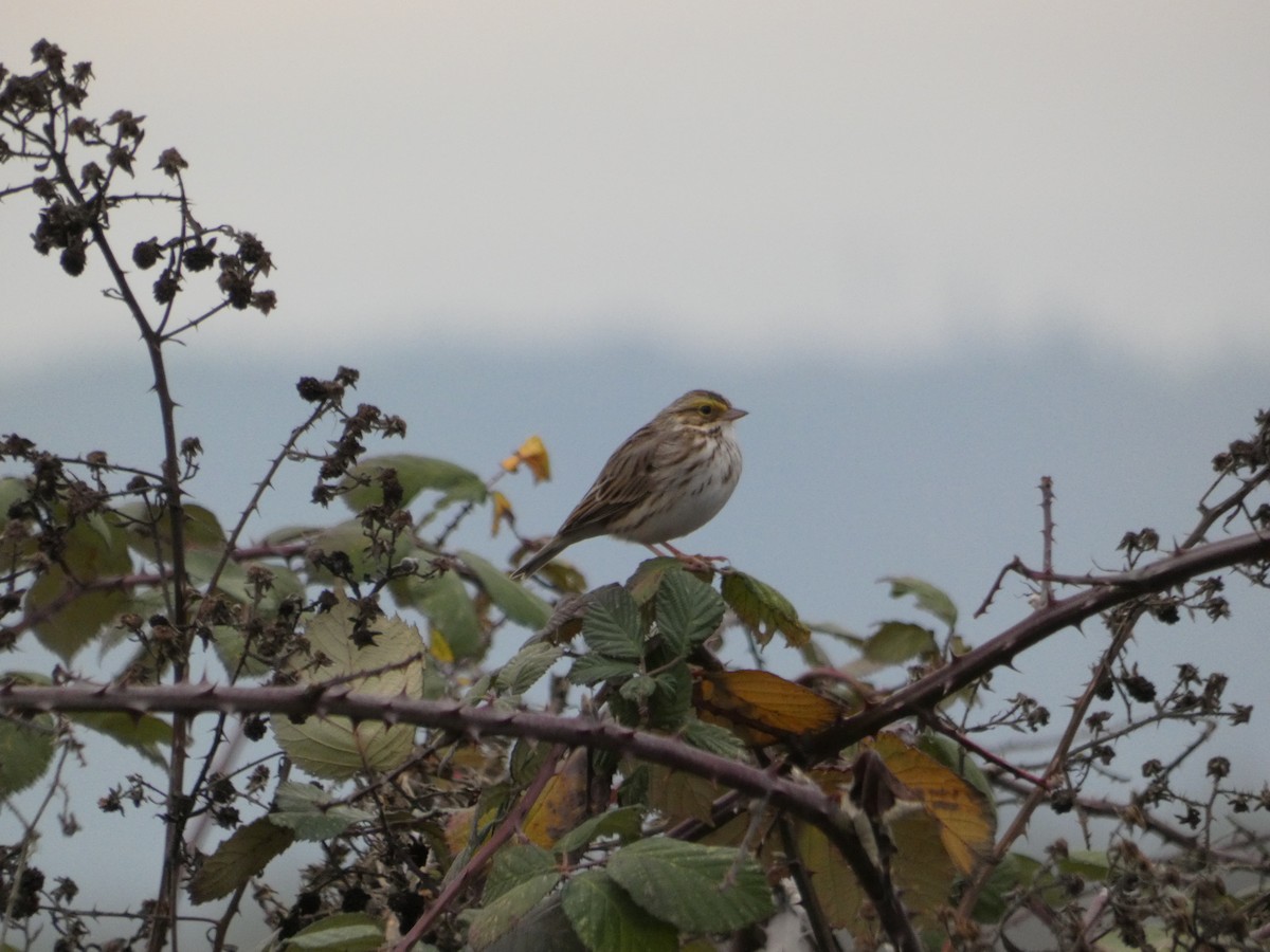 Savannah Sparrow - ML191798301