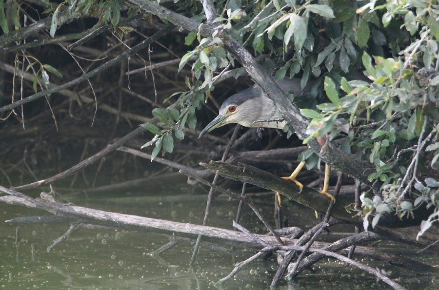 Black-crowned Night Heron - ML191800281