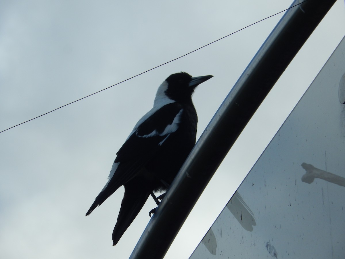 Australian Magpie (Tasmanian) - ML191802221