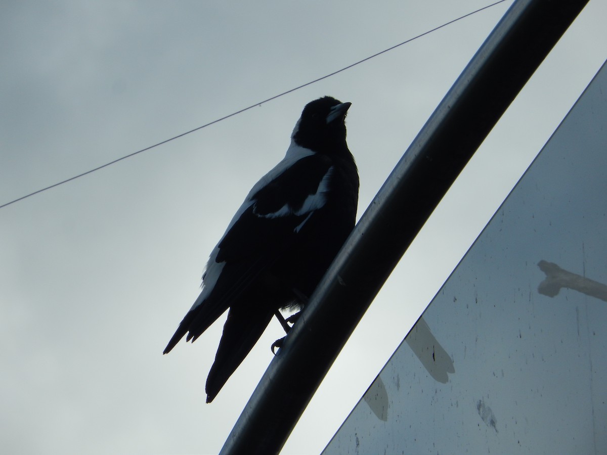 Australian Magpie (Tasmanian) - ML191802231