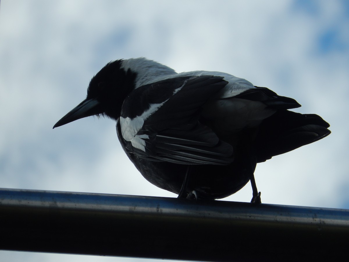 カササギフエガラス（hypoleuca） - ML191802241