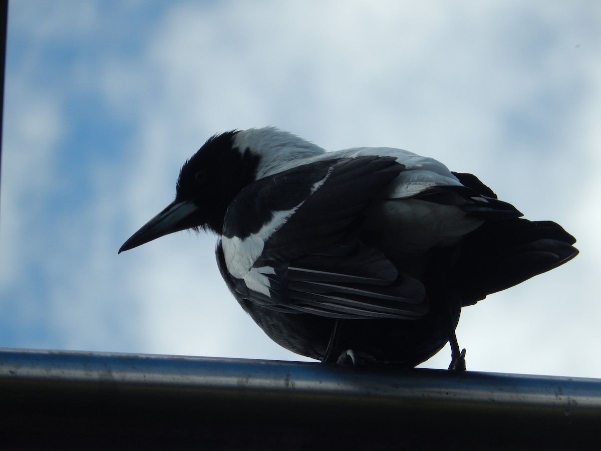 Australian Magpie (Tasmanian) - ML191802271