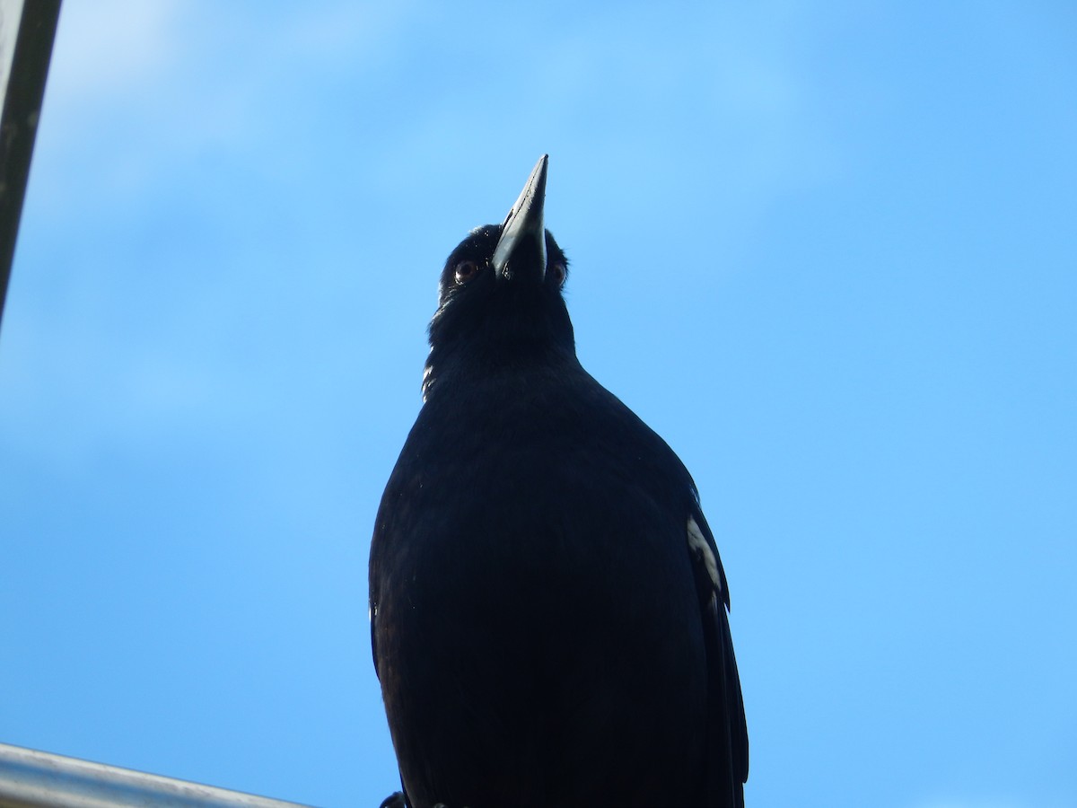 Australian Magpie (Tasmanian) - ML191802281