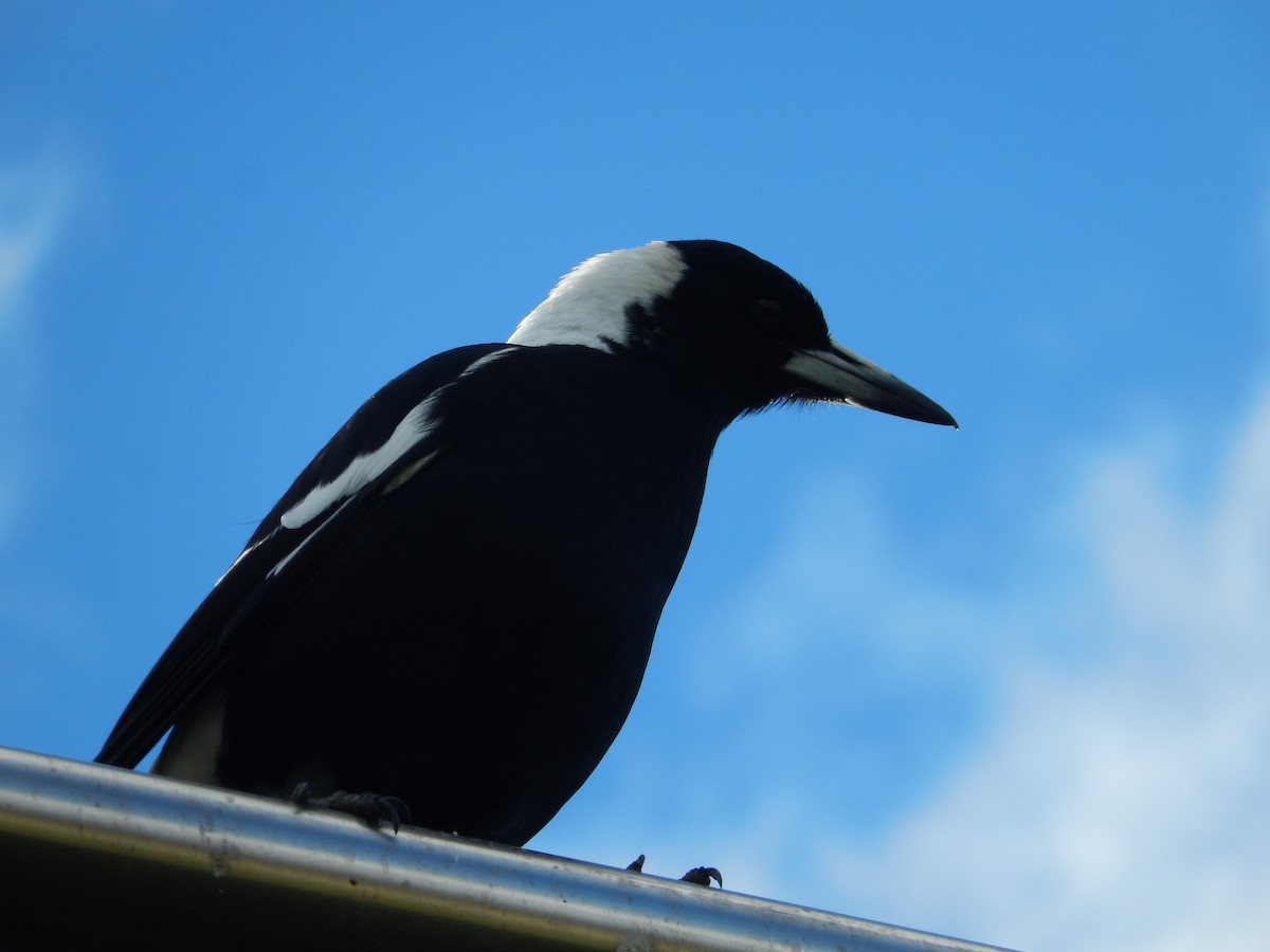 カササギフエガラス（hypoleuca） - ML191802331