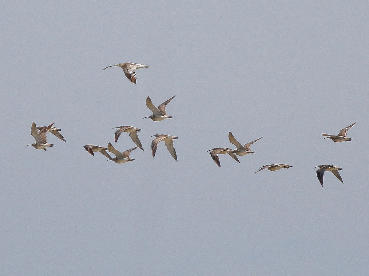 Eurasian Curlew - Neoh Hor Kee