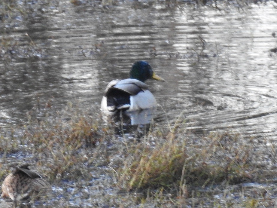 Canard colvert - ML191806361