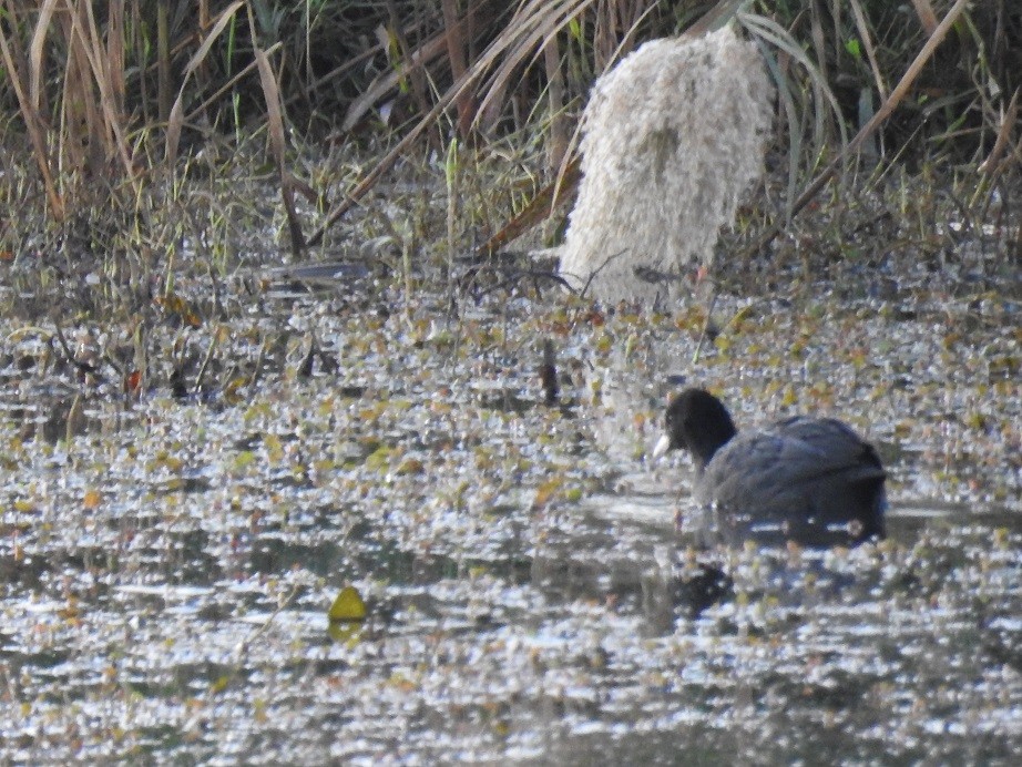 Eurasian Coot - Karim Haddad