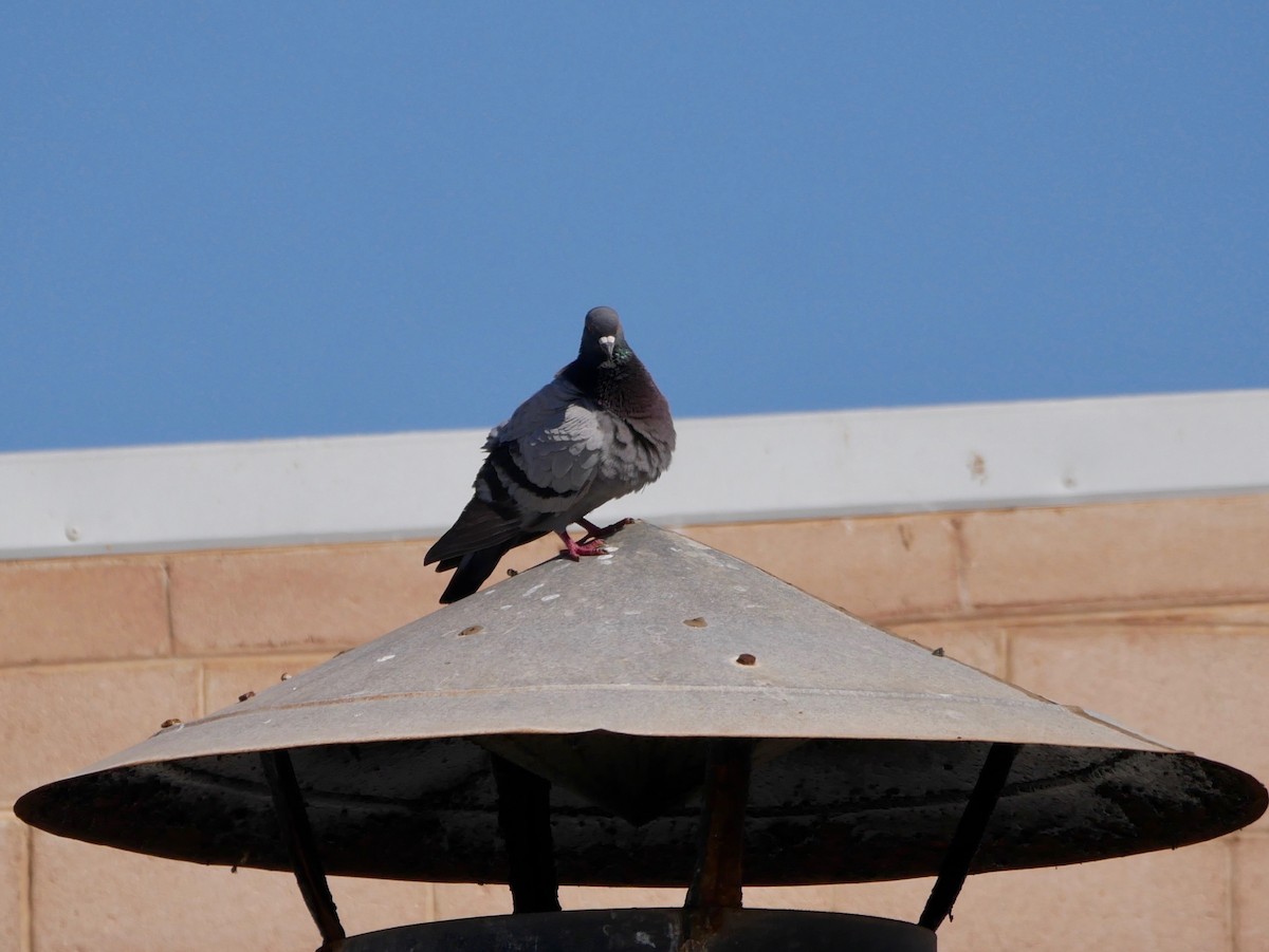 Rock Pigeon (Feral Pigeon) - Keith Morris