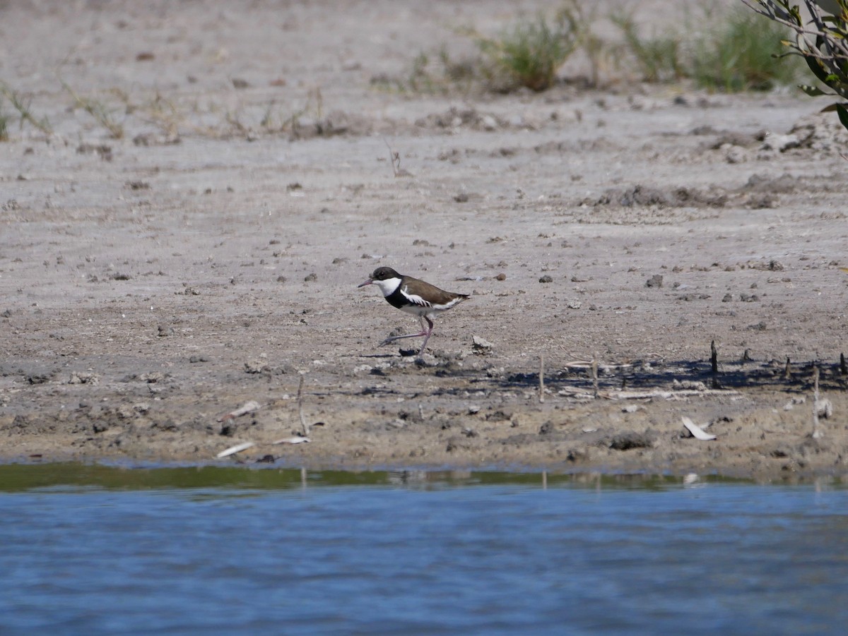 Red-kneed Dotterel - ML191809881
