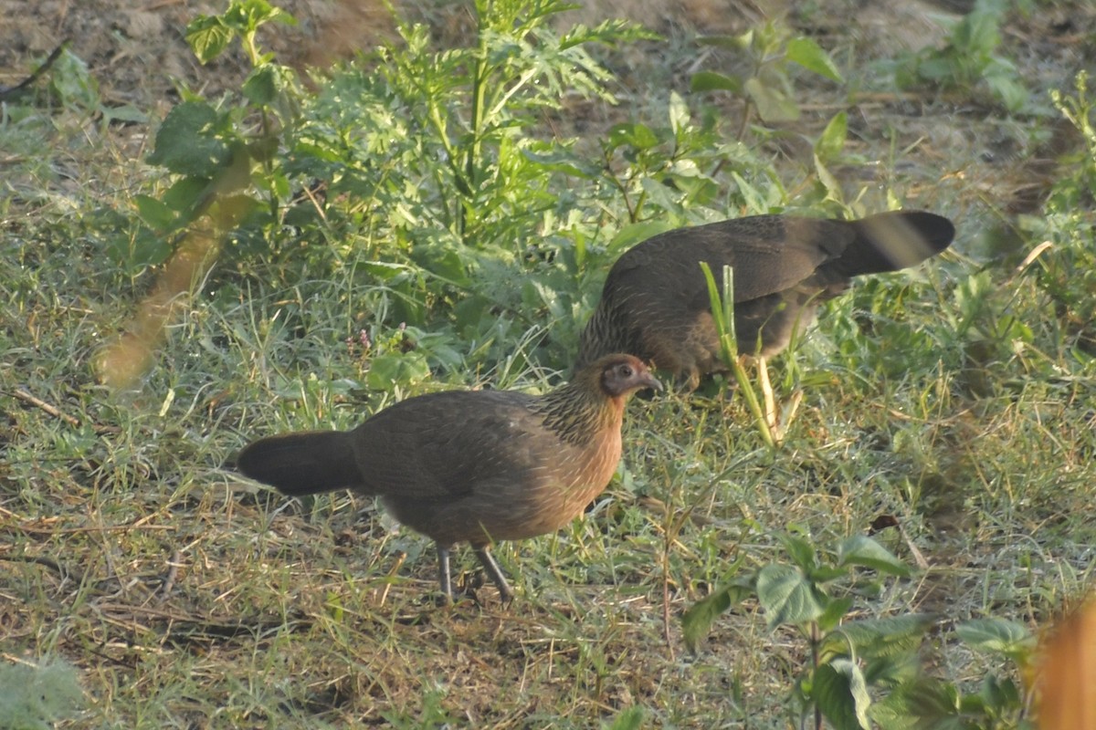 Red Junglefowl - ML191810381