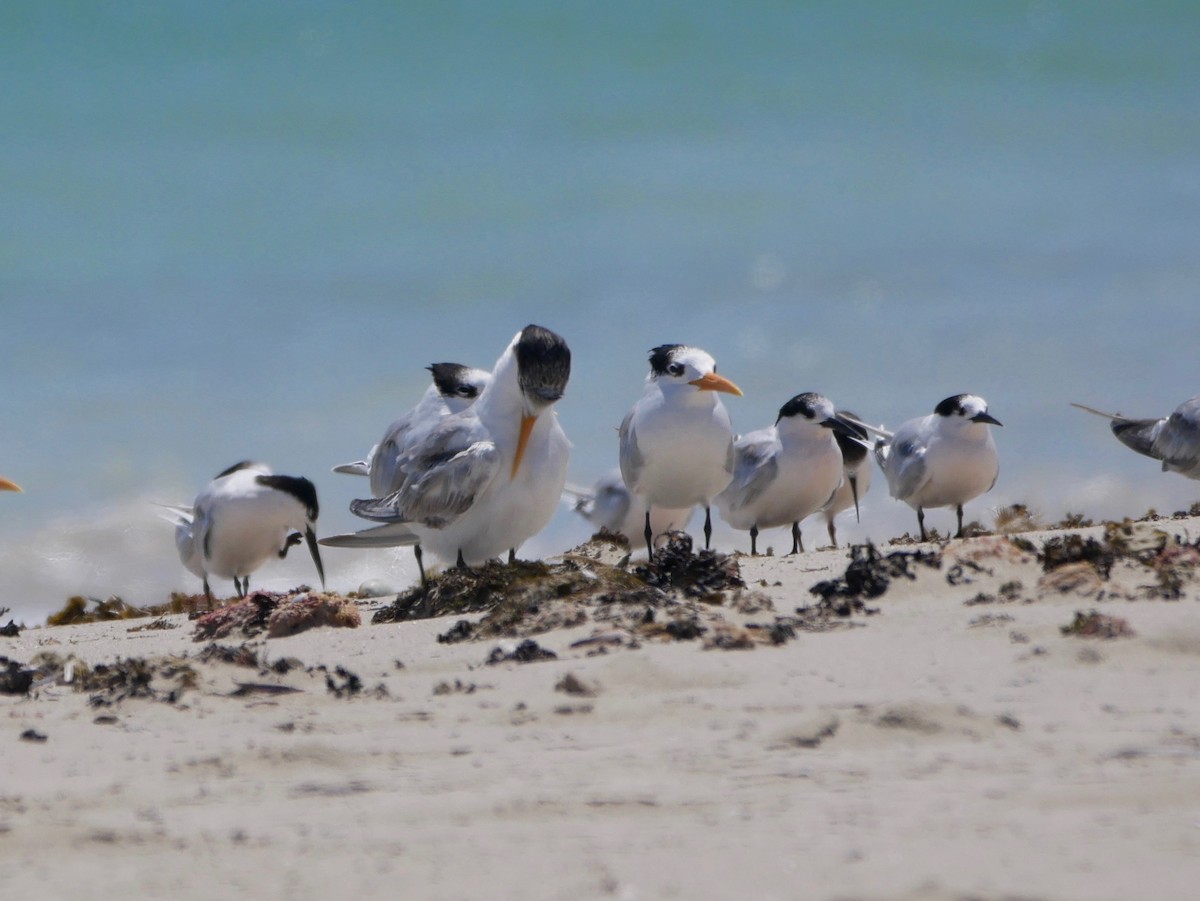 Lesser Crested Tern - Keith Morris