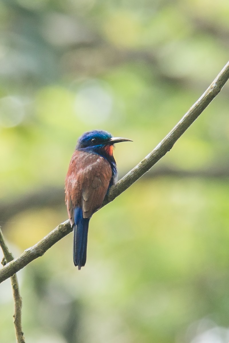 Blue-moustached Bee-eater - ML191811311