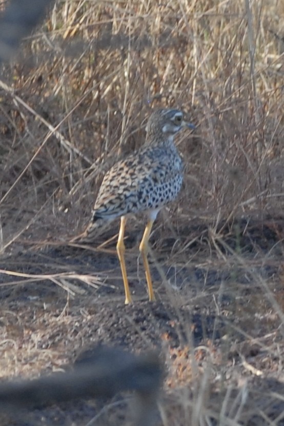 Spotted Thick-knee - Cathy Pasterczyk