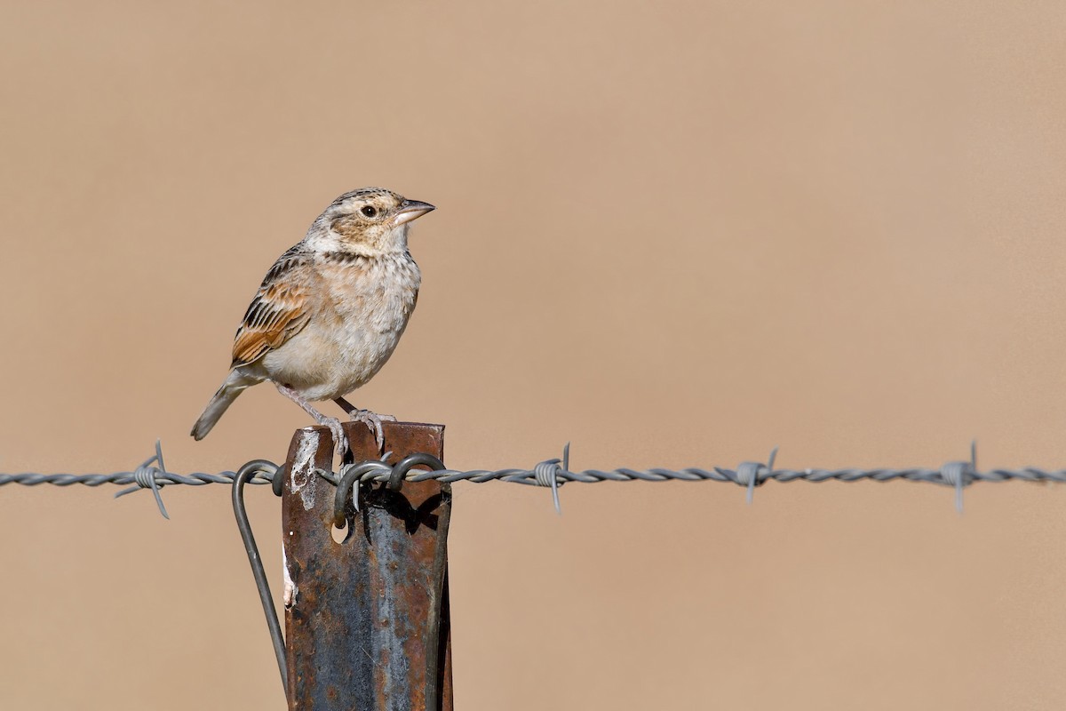 Singing Bushlark (Australasian) - ML191814171