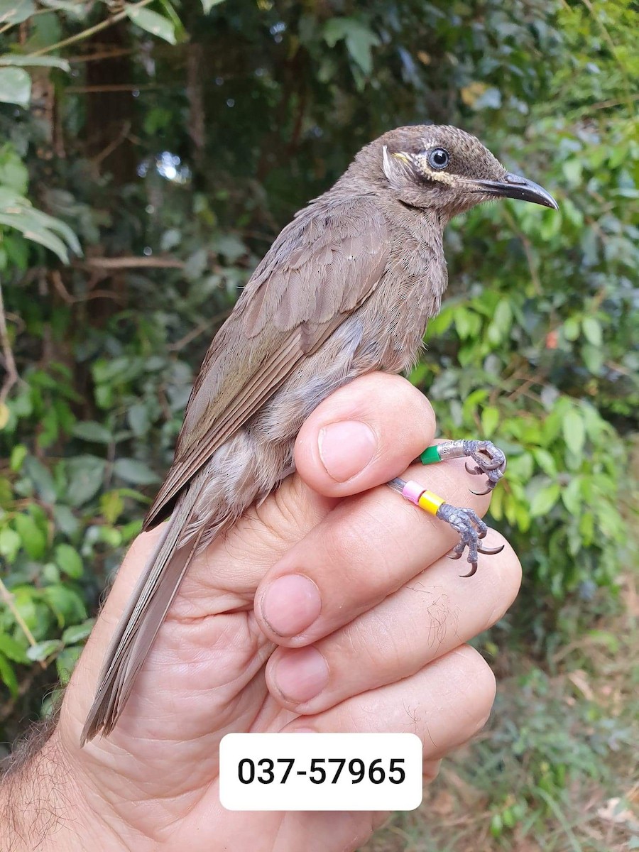 Eungella Honeyeater - Aaron Bean