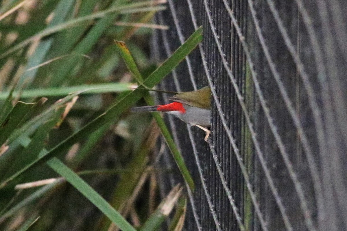 Red-browed Firetail - ML191817881